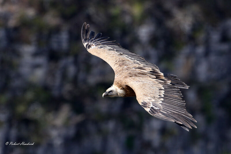 Griffon Vulture