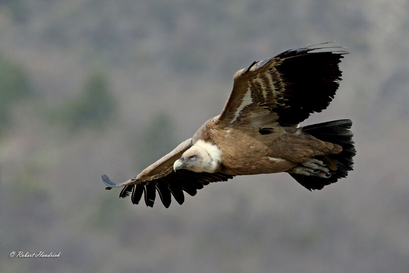 Vautour fauve