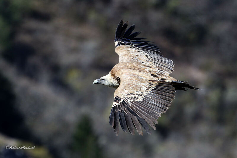 Griffon Vulture