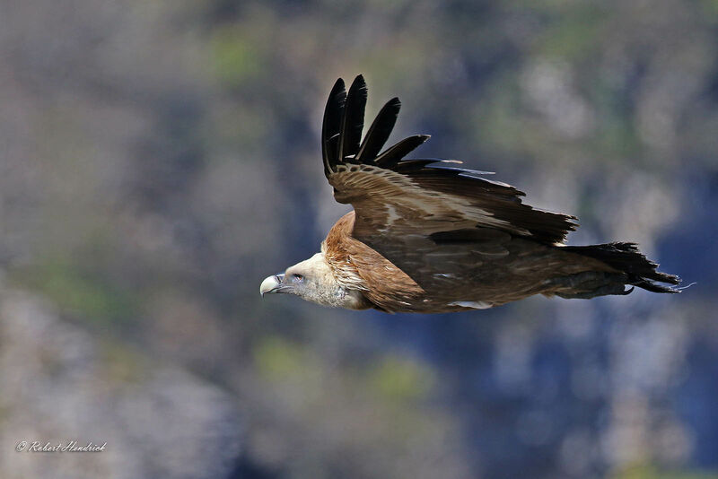 Griffon Vulture