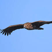 Cinereous Vulture