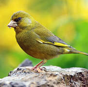 European Greenfinch