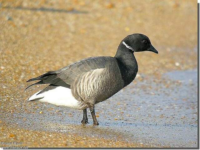 Brant Goose - Branta bernicla adult post breeding - rori79267