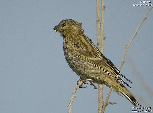 European Serin - Serinus Serinus Female - Rori22975