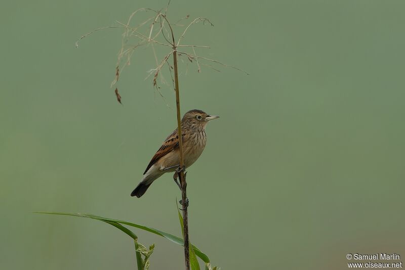 Spectacled Tyrant female adult