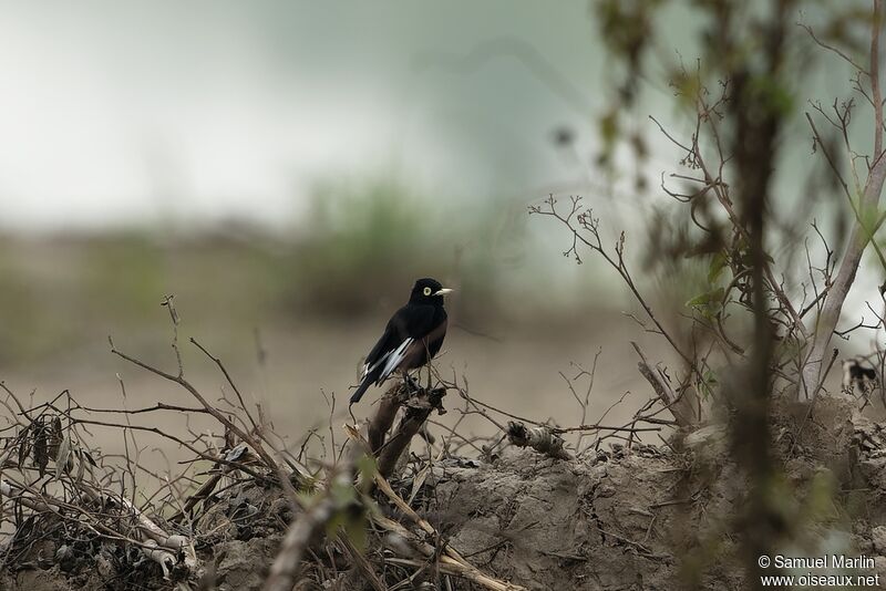 Spectacled Tyrant male adult