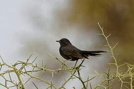 Black Scrub Robin