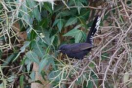 Black Scrub Robin