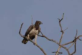 Martial Eagle