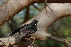 White-billed Buffalo Weaver