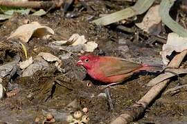 Red-billed Firefinch