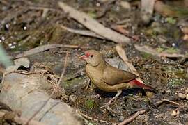 Red-billed Firefinch