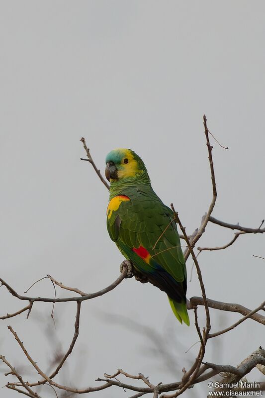 Turquoise-fronted Amazonadult