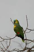 Turquoise-fronted Amazon