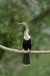 Anhinga d'Amérique