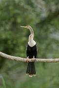 Anhinga