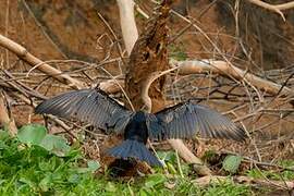 Anhinga