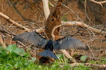 Anhinga d'Amérique