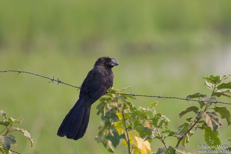 Smooth-billed Aniadult