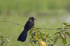 Smooth-billed Ani