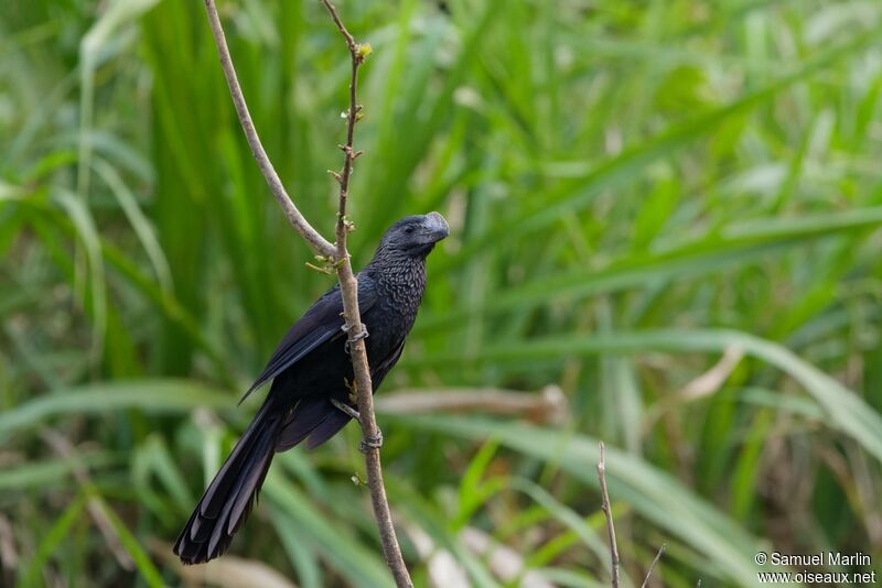 Smooth-billed Aniadult