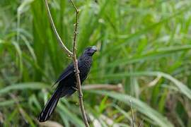 Smooth-billed Ani