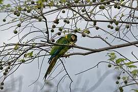 Golden-collared Macaw