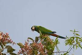 Golden-collared Macaw