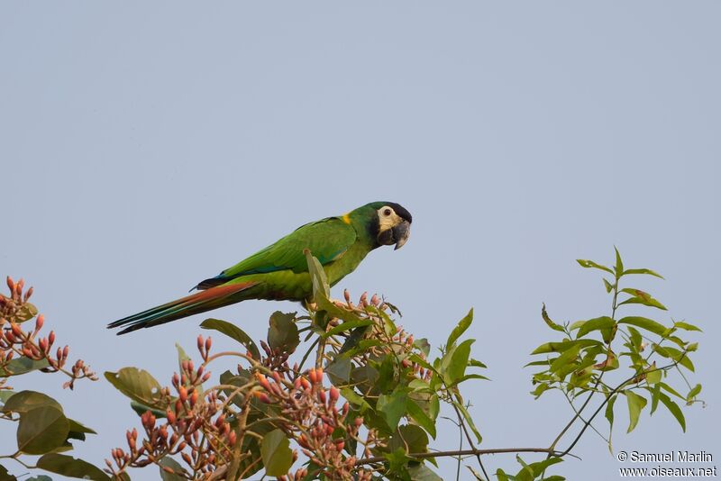 Golden-collared Macawadult