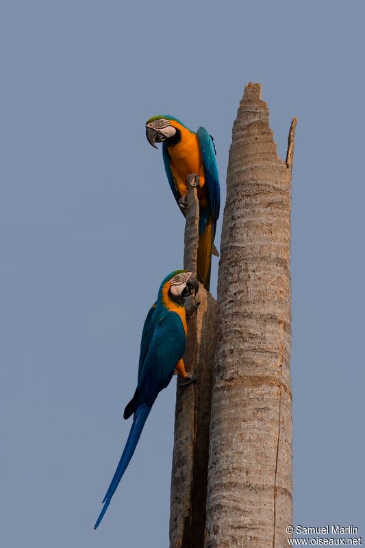 Blue-and-yellow Macawadult