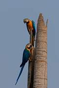 Blue-and-yellow Macaw