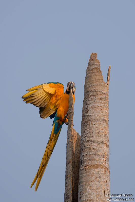 Blue-and-yellow Macawadult