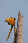 Blue-and-yellow Macaw