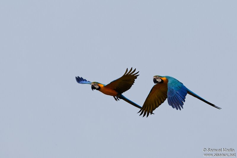 Blue-and-yellow Macawadult, Flight