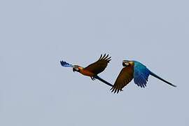 Blue-and-yellow Macaw