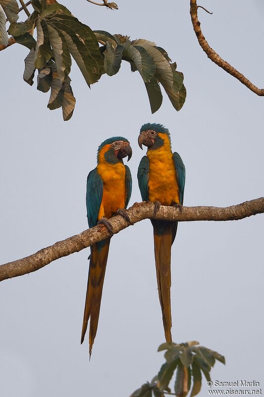 Blue-throated Macawadult