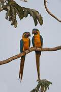 Blue-throated Macaw