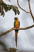 Blue-throated Macaw