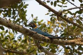 Blue-throated Macaw