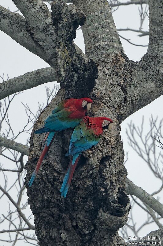 Ara chloroptère