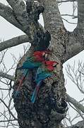 Red-and-green Macaw