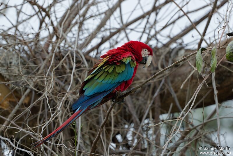 Red-and-green Macawadult