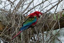 Red-and-green Macaw