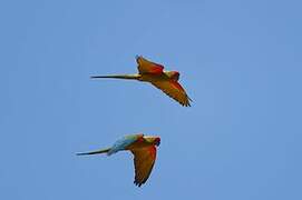 Red-fronted Macaw