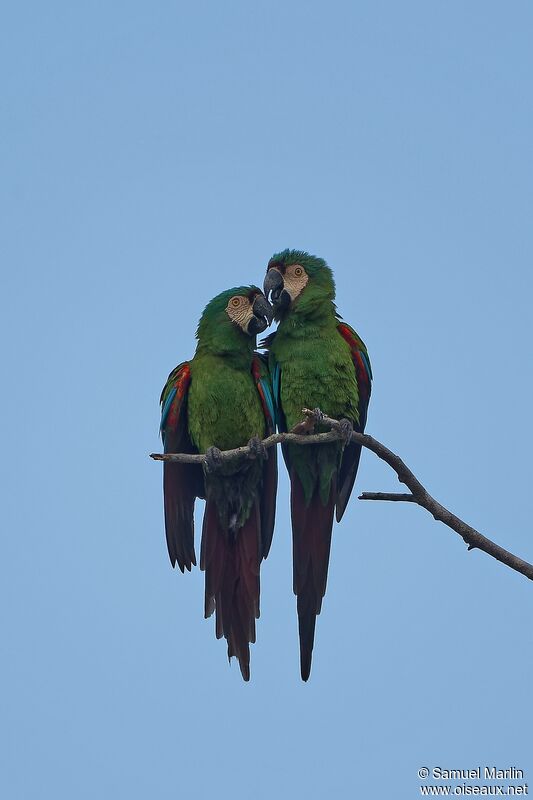 Chestnut-fronted Macawadult