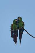 Chestnut-fronted Macaw