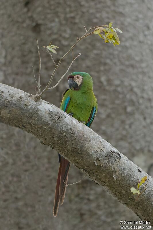 Chestnut-fronted Macawadult