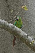 Chestnut-fronted Macaw