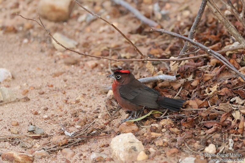 Red Pileated Finchadult