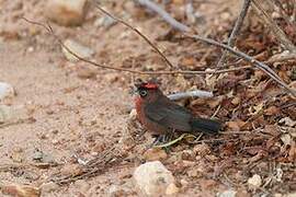 Red Pileated Finch